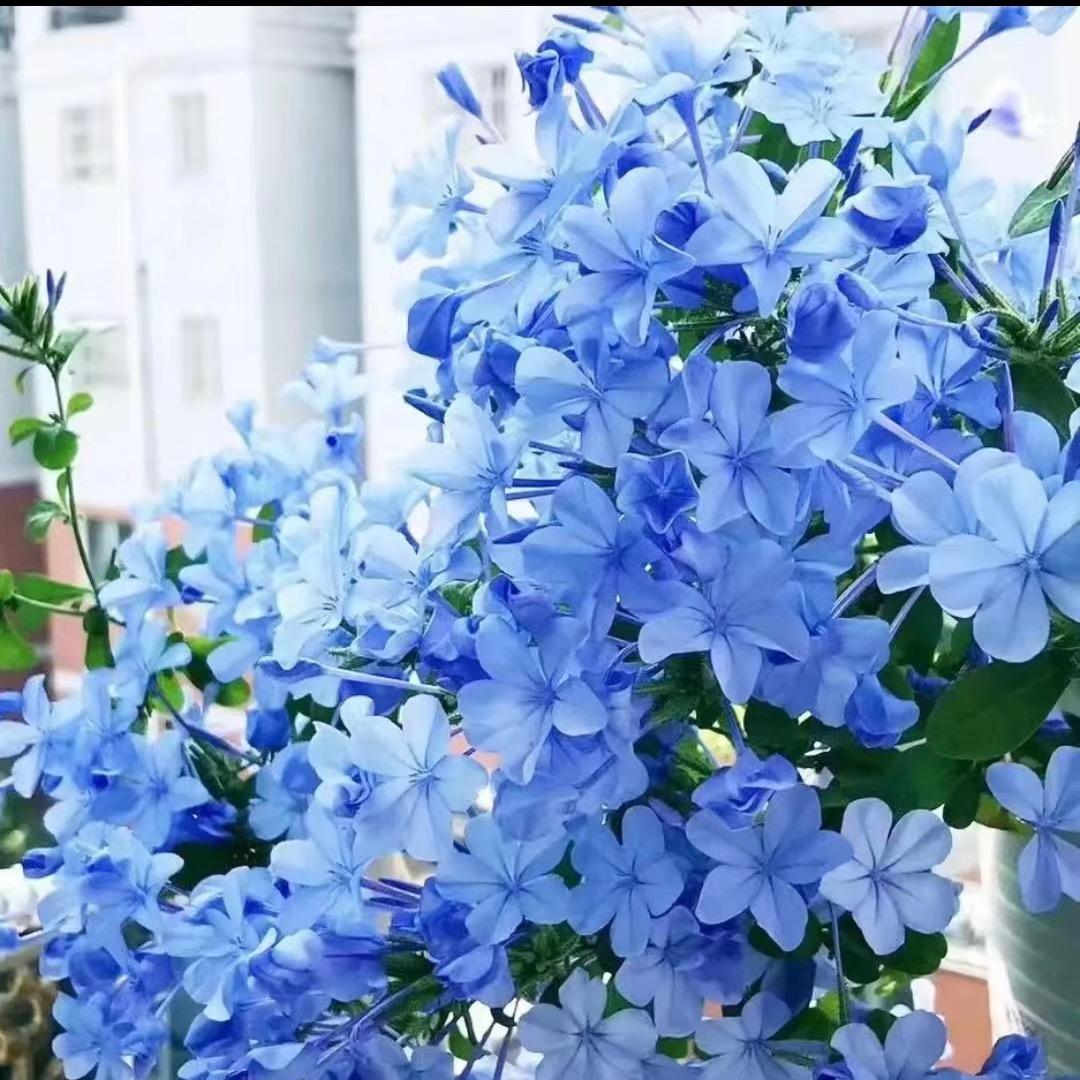 小杜的后花铺