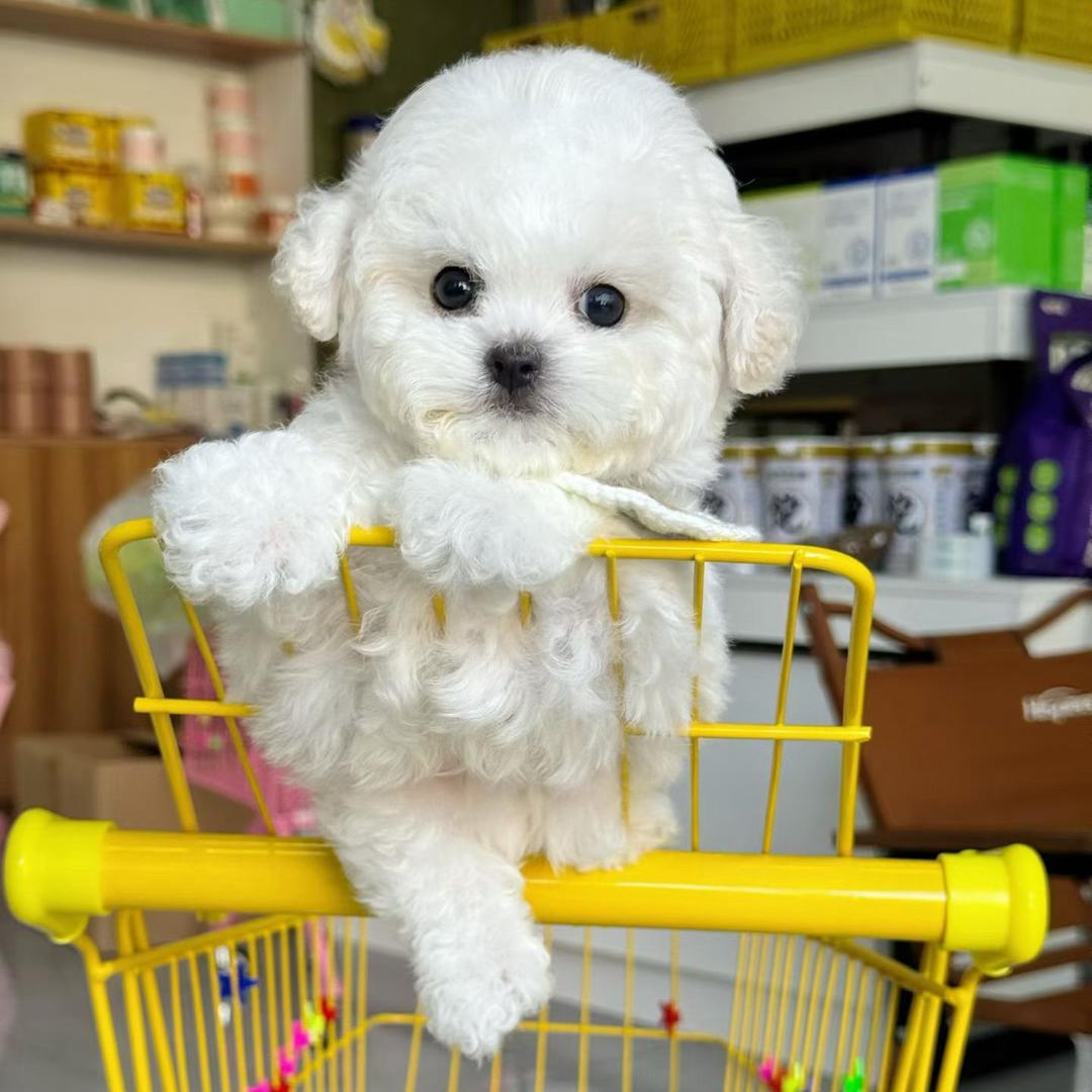 科樾宠物