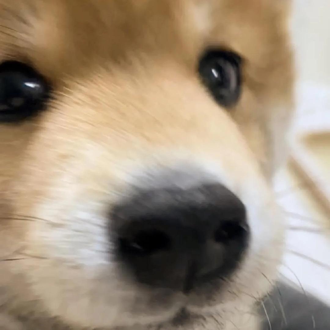 琥珀色黄昏像糖在很美的远方