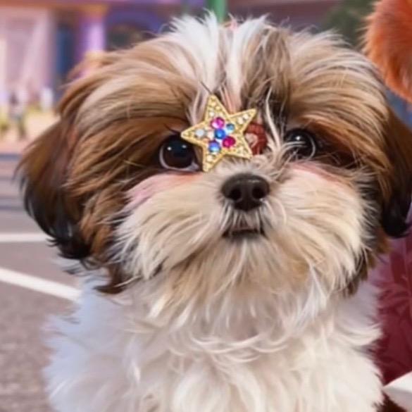 年年是只可爱的狗狗