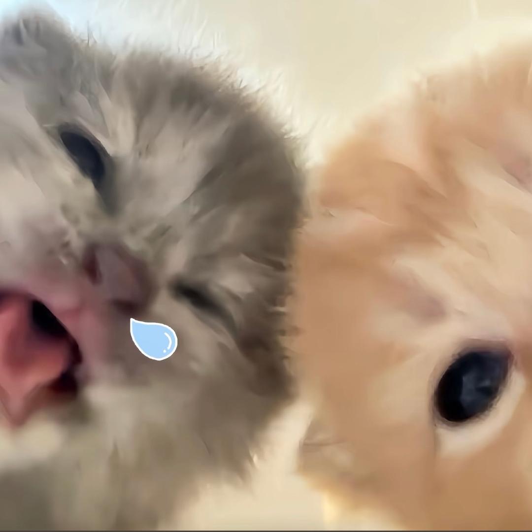 想养一只银虎缅因