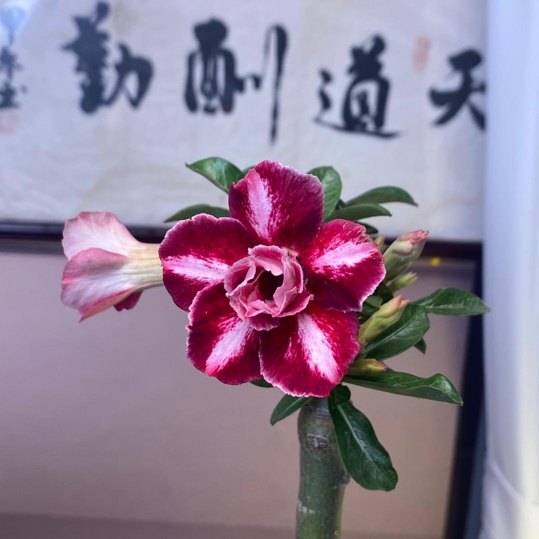 绿野仙踪🪷