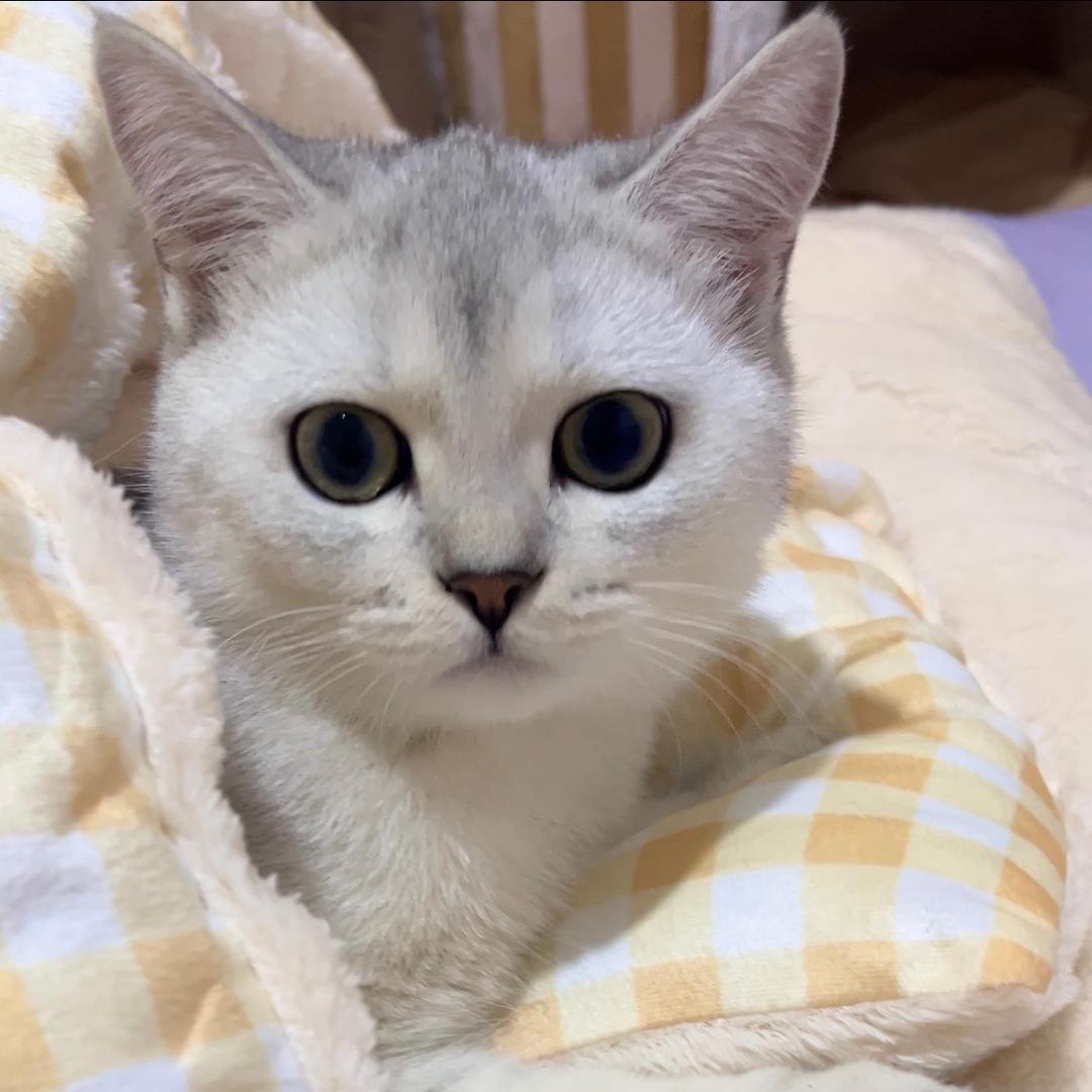 不养爱睡觉的猫