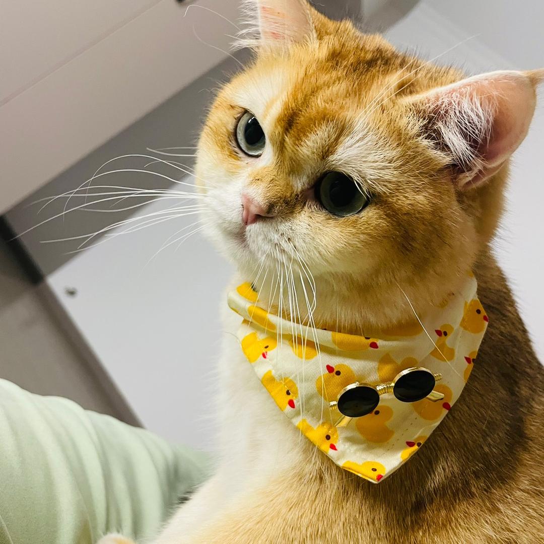 十五二十的卢十五