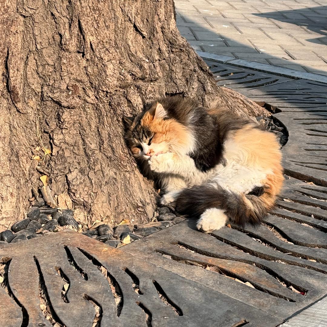 贝贝才才