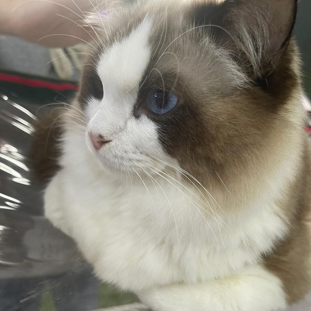 怒狮鲜肉猫粮