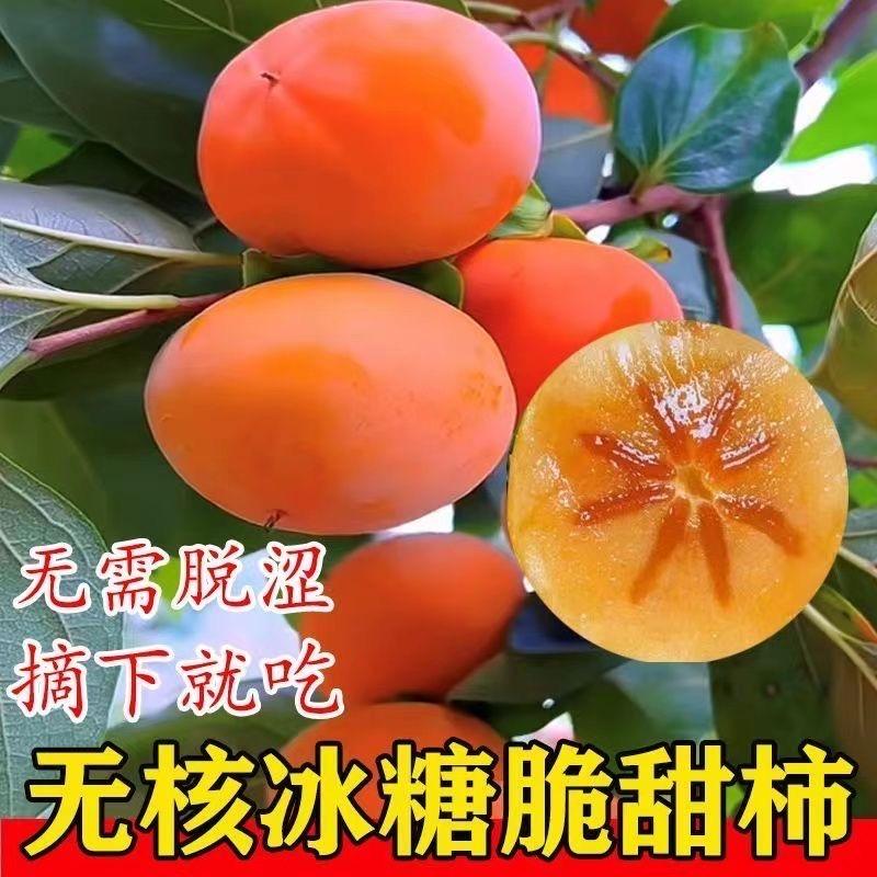 柿子树苗育苗基地
