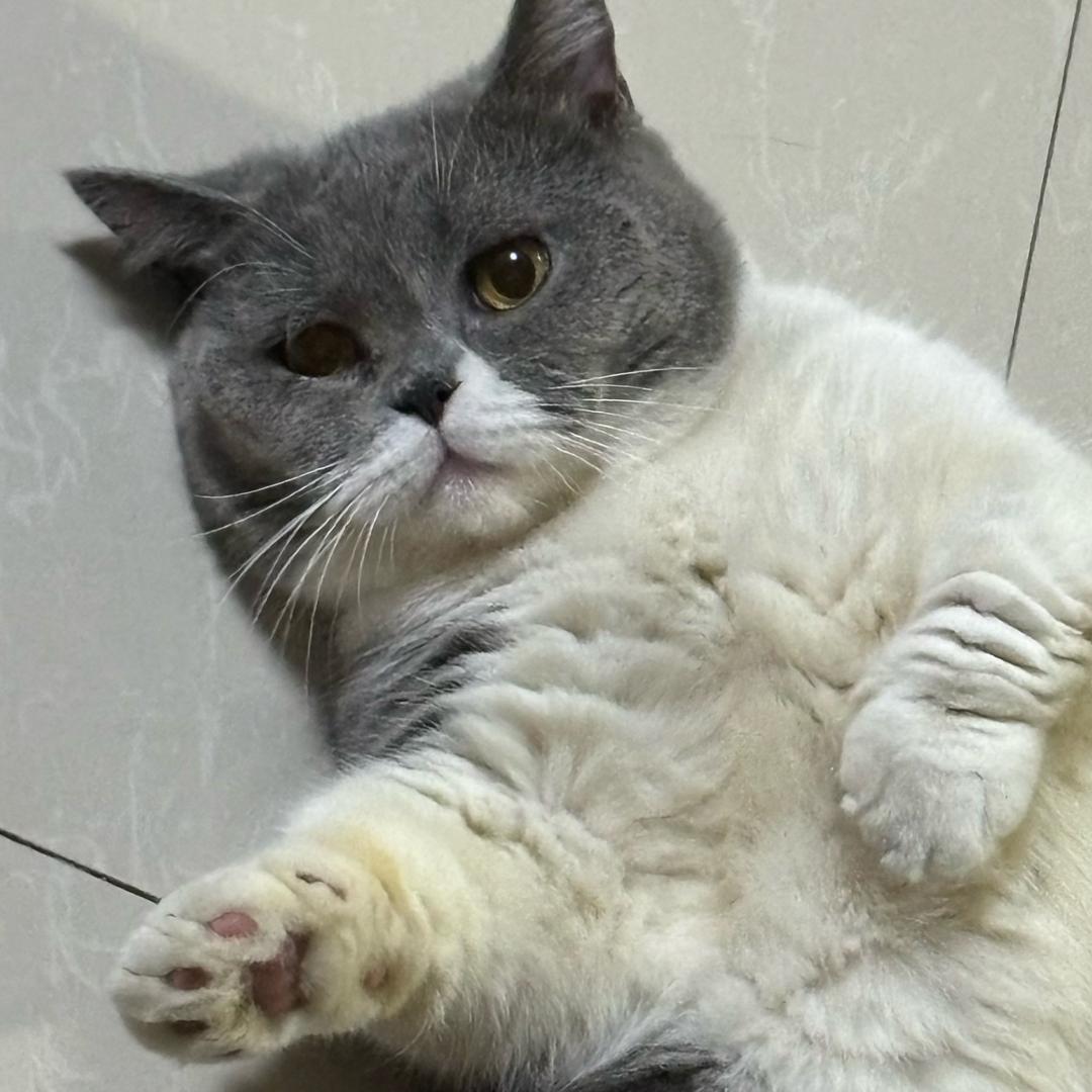 六琉