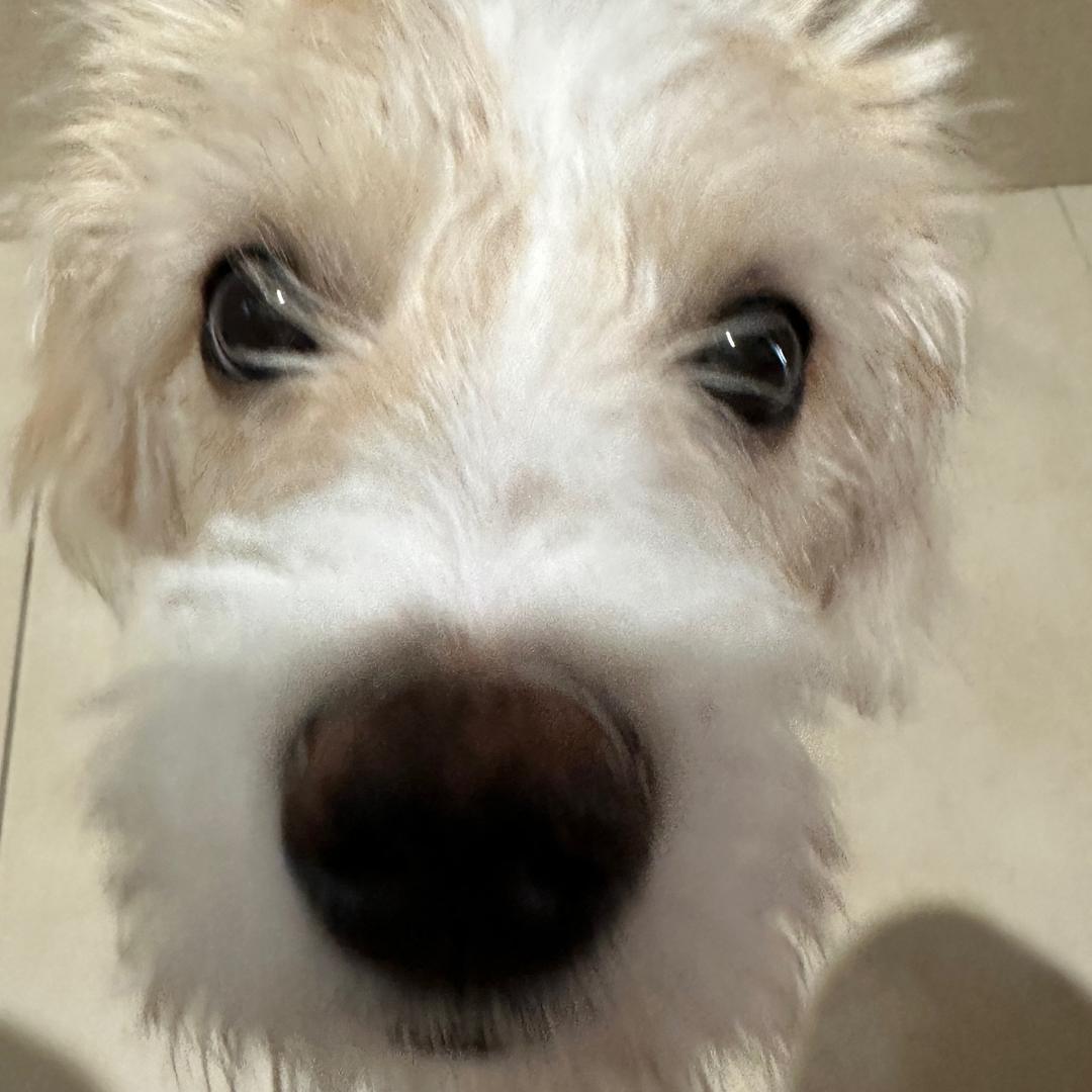 小布_BuBu