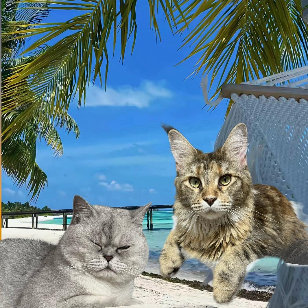 珠珠（摸金版）