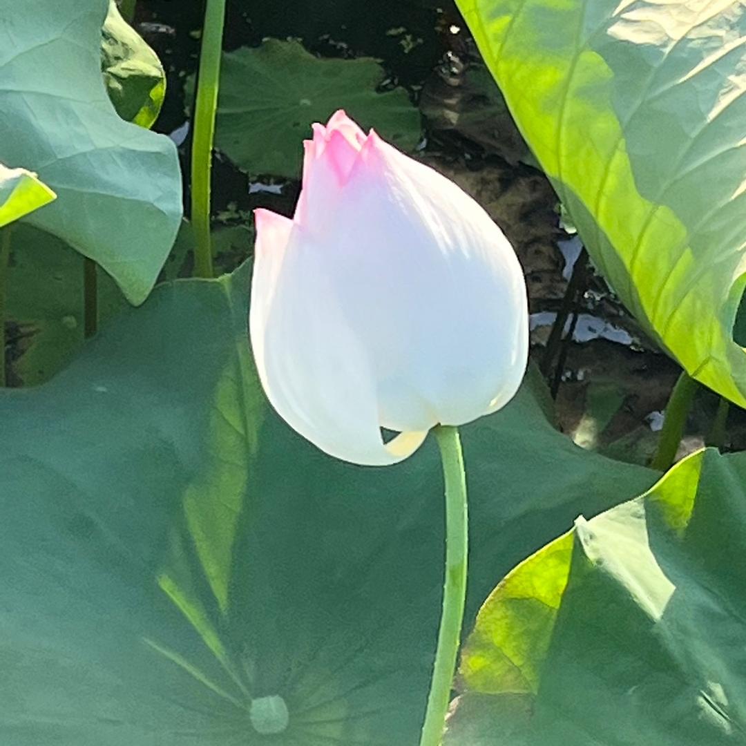 ꧁💞诚༺🦋信༒天下🌷༻威🍒꧂