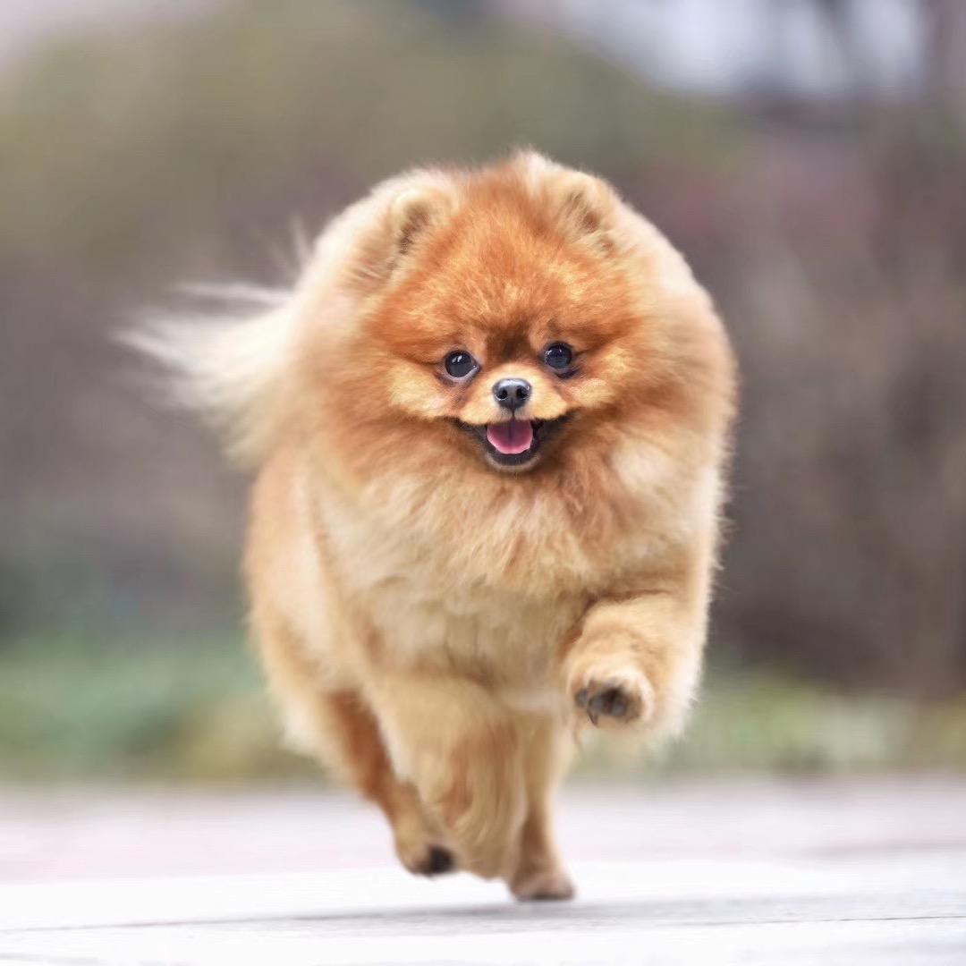 🌈爱博美爱生活