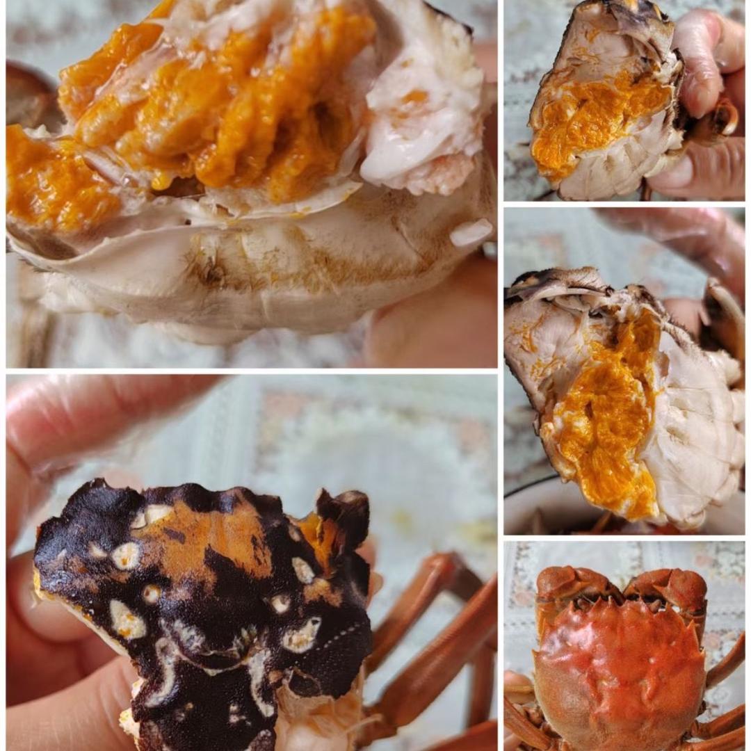 蟹皇后
