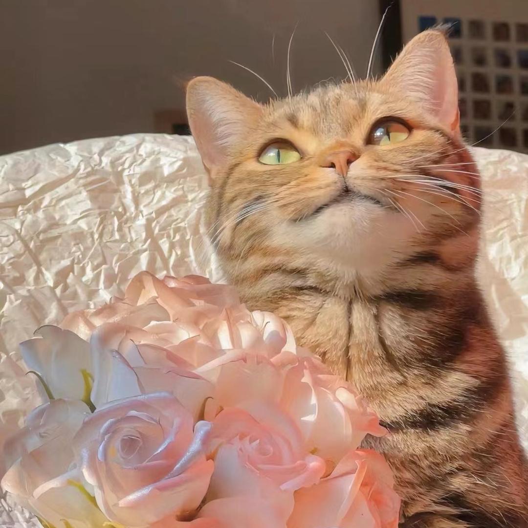 雅钰花卉