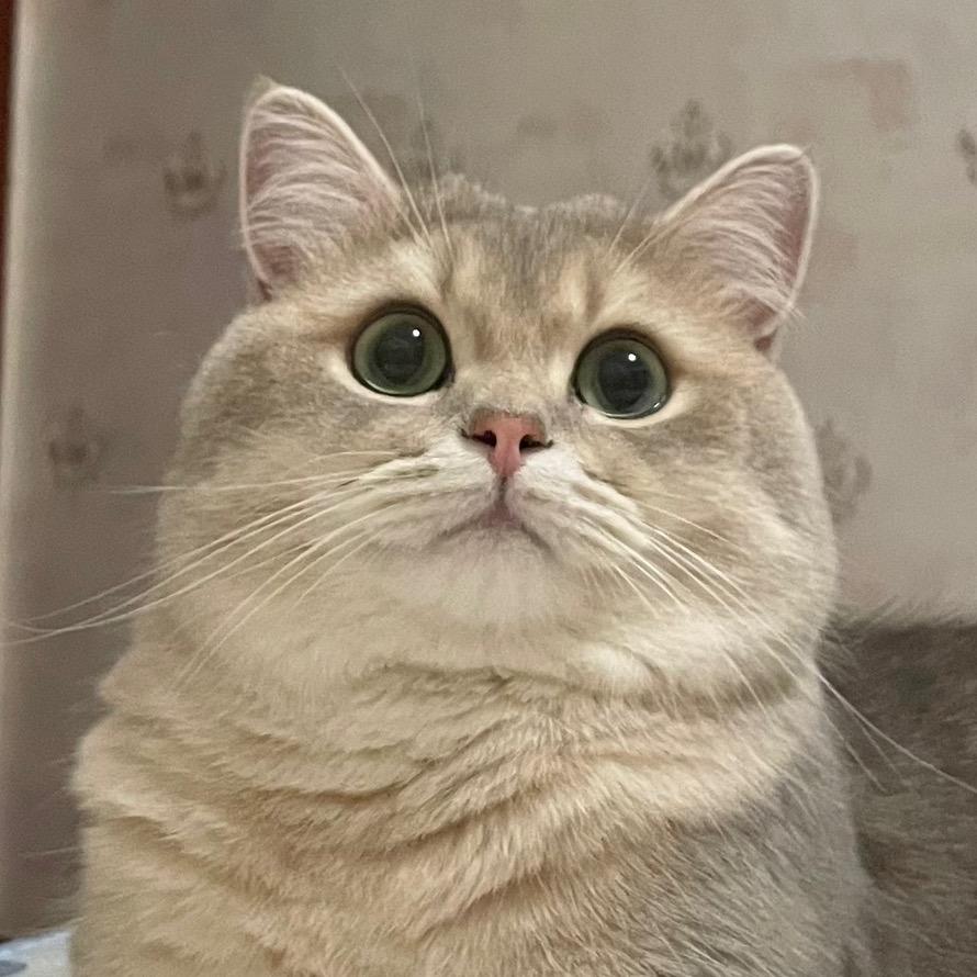 果酱小猫🌷