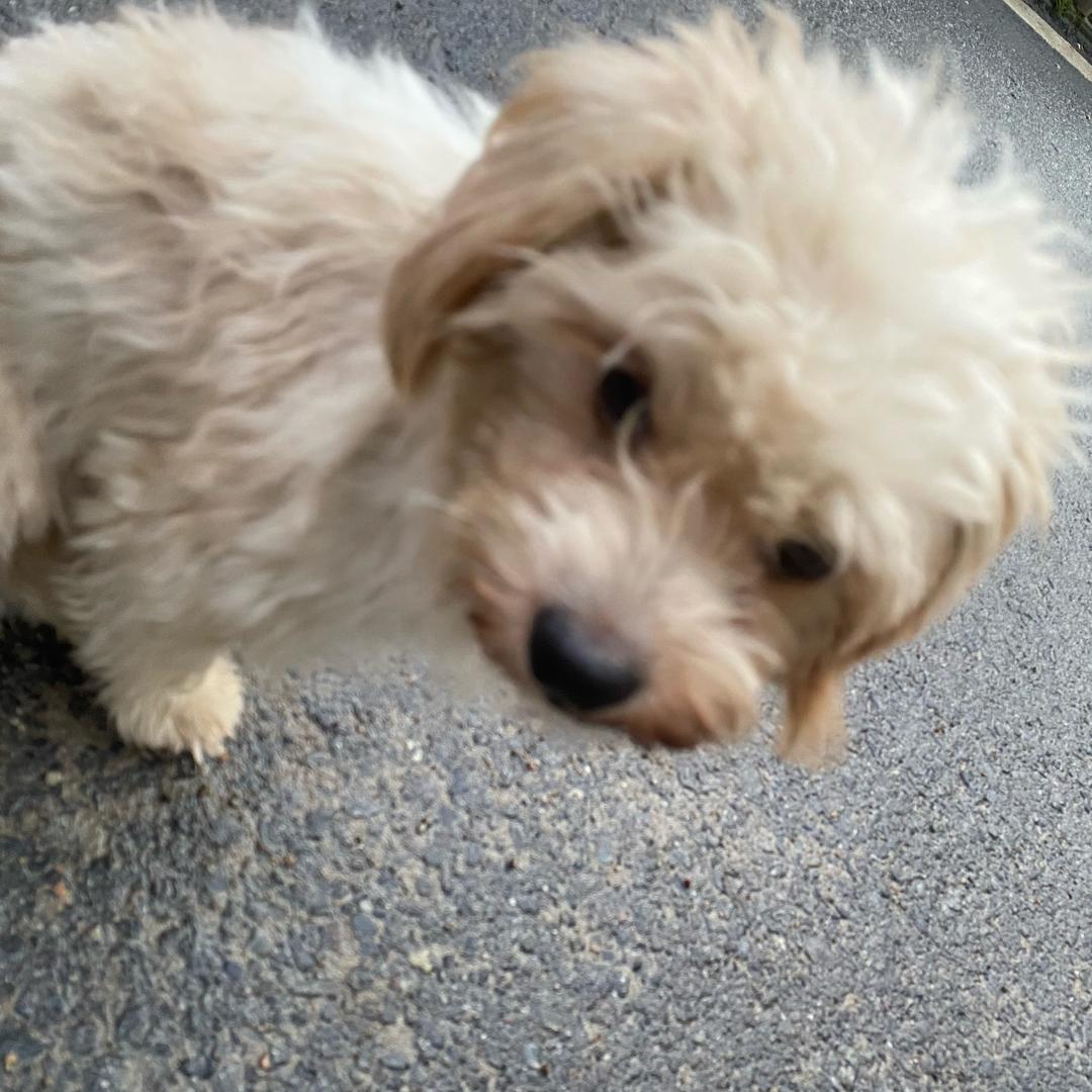 露腋毛的大蟑螂🪳