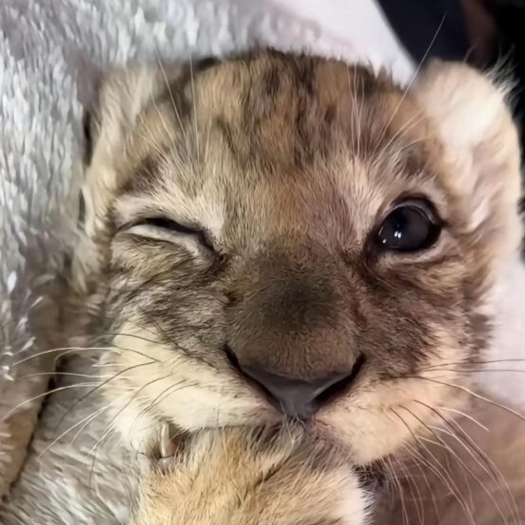 和人类无法交流