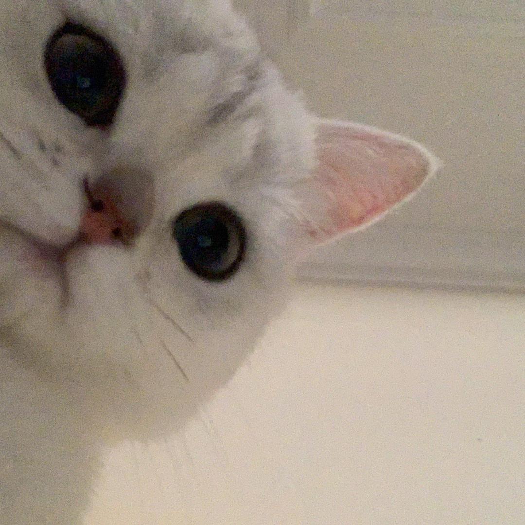 菠萝是只喵@抖音