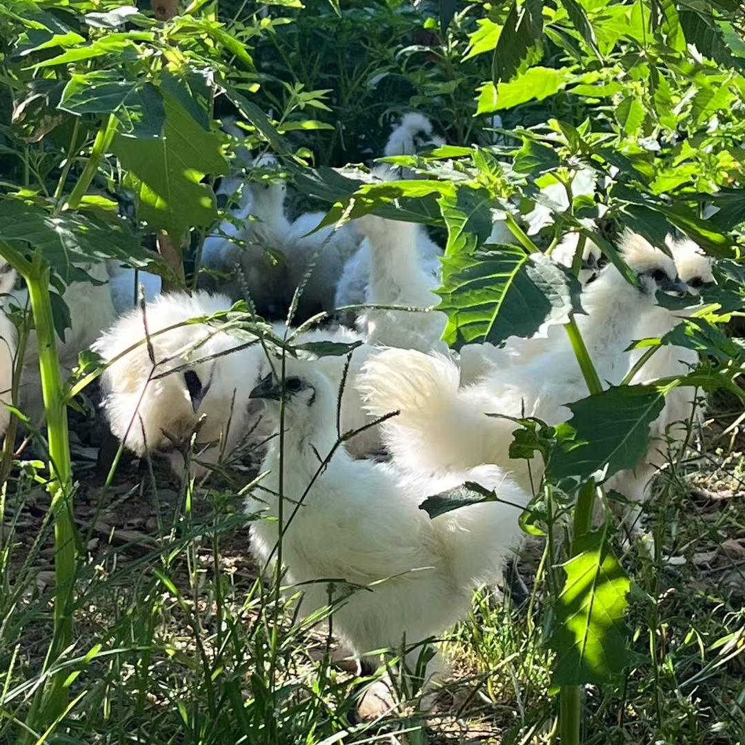 丰沃源生态养殖基地