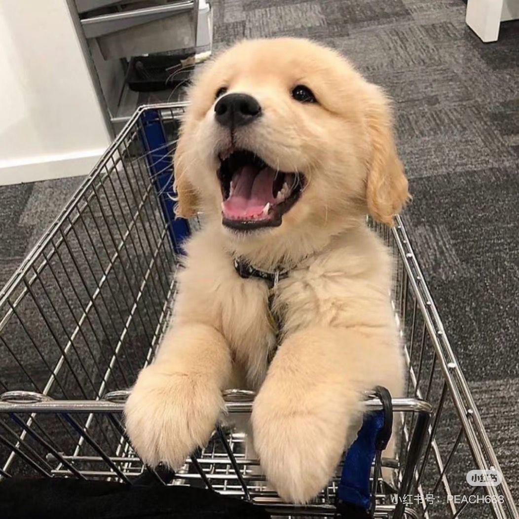 阿康说养狗