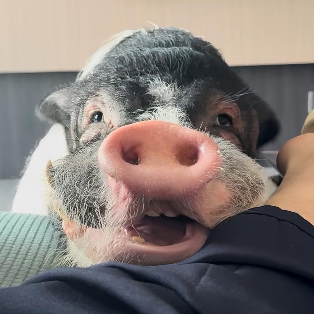 一头猪妹妹@抖音