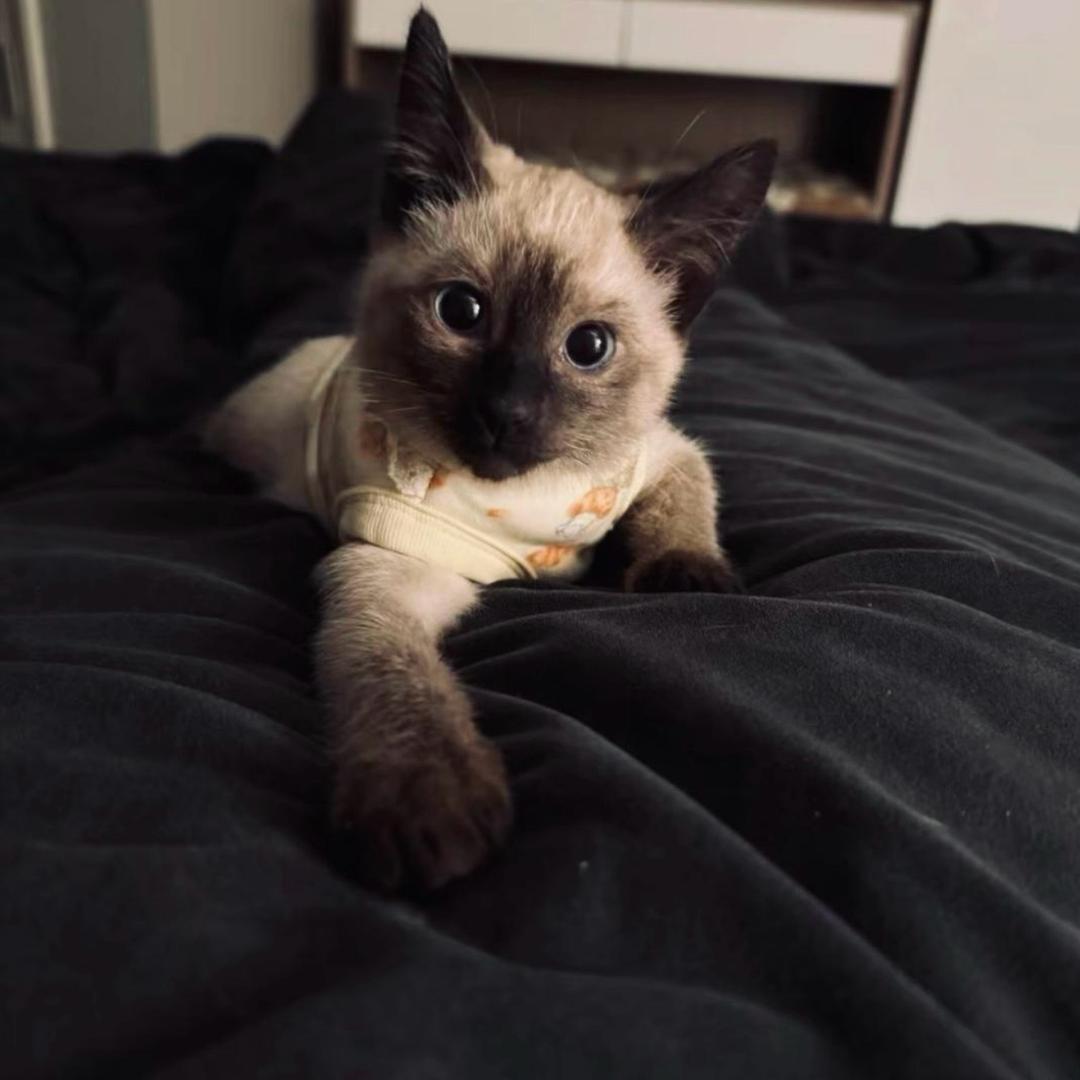 litwarm