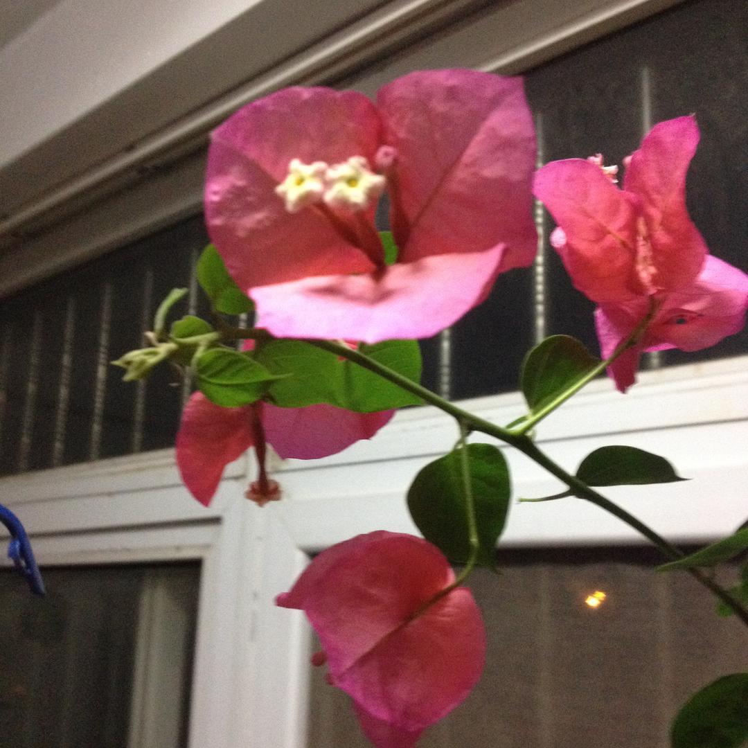花拳秀腿