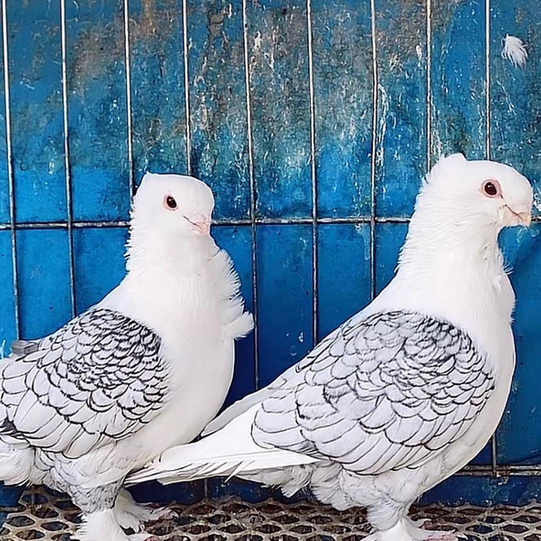 鸽鸽梦坛观赏鸽