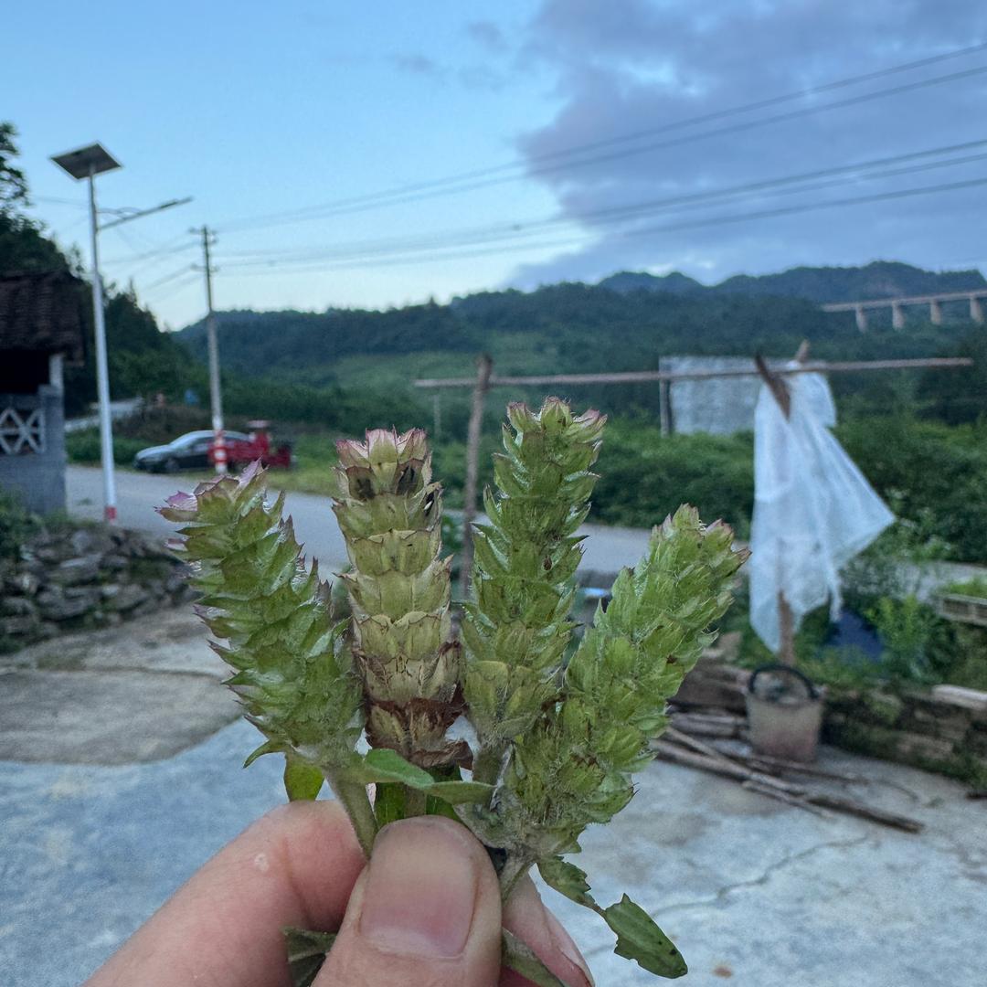 蓬山此去无多路