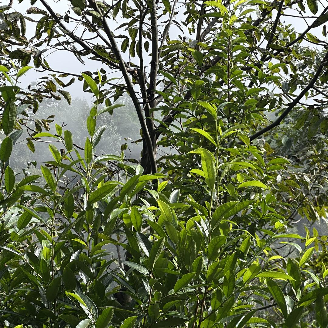 嘉木茶业