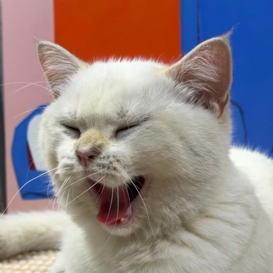 多米是只脏脏猫