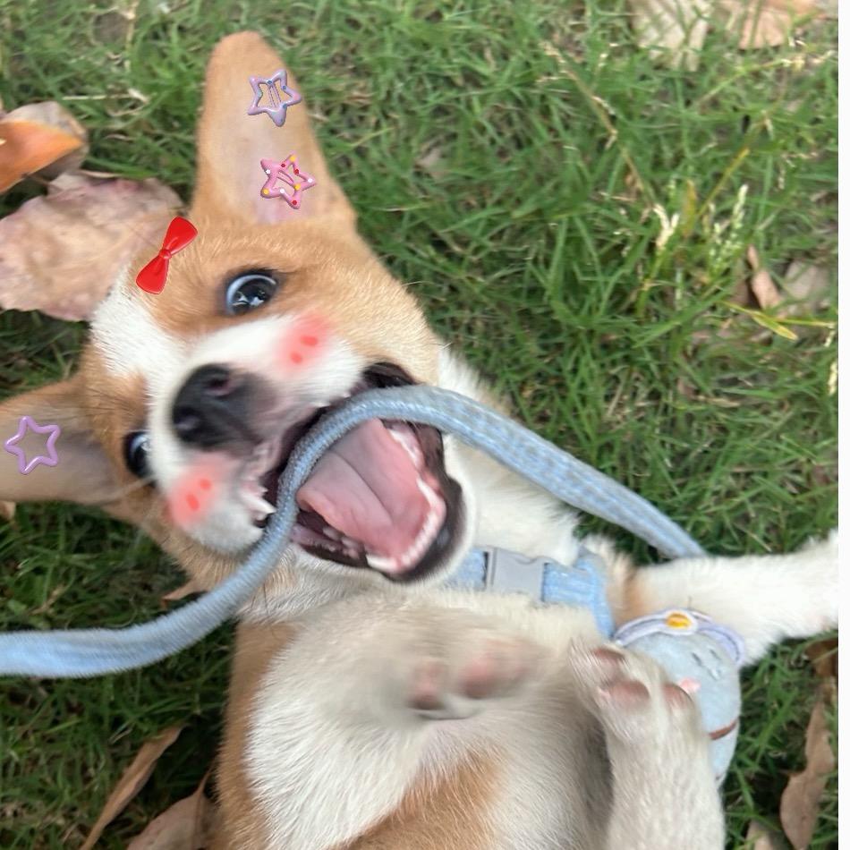 豆豆的幸福狗生