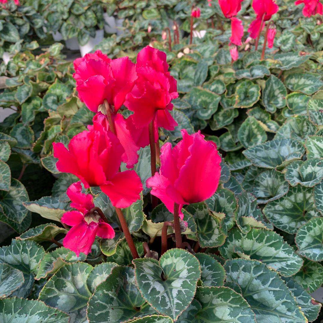 胖子花卉园艺