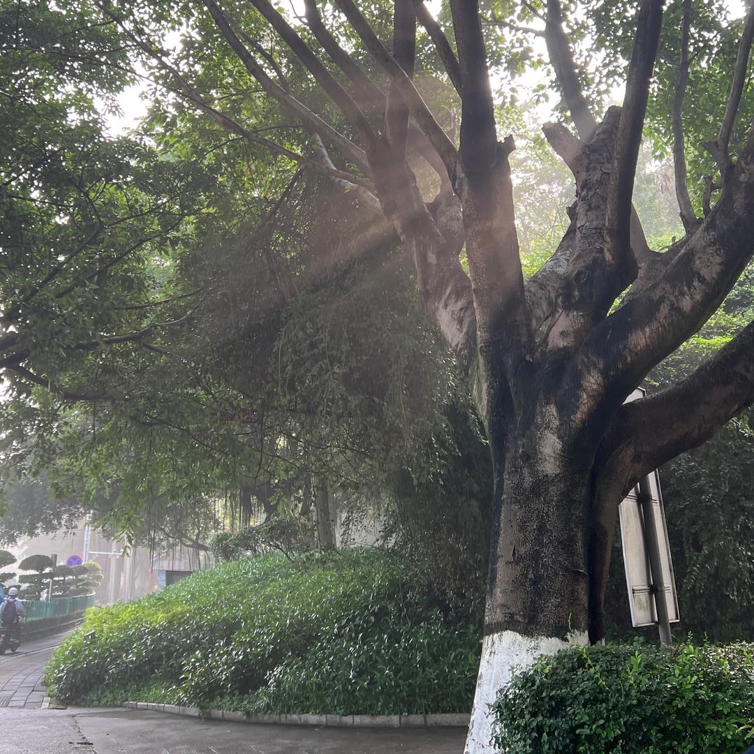 麦糯