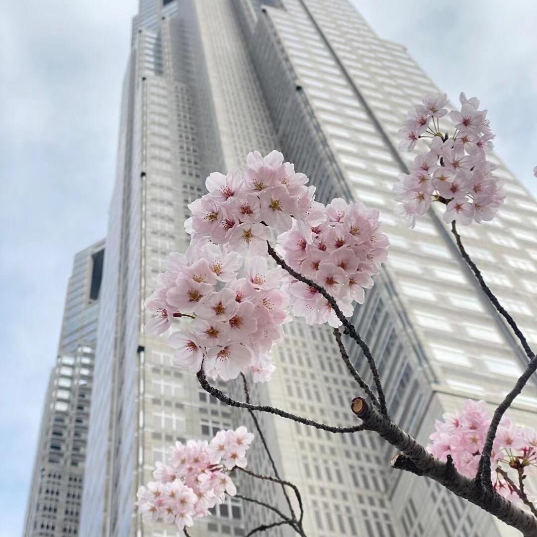 樱花🌸头像