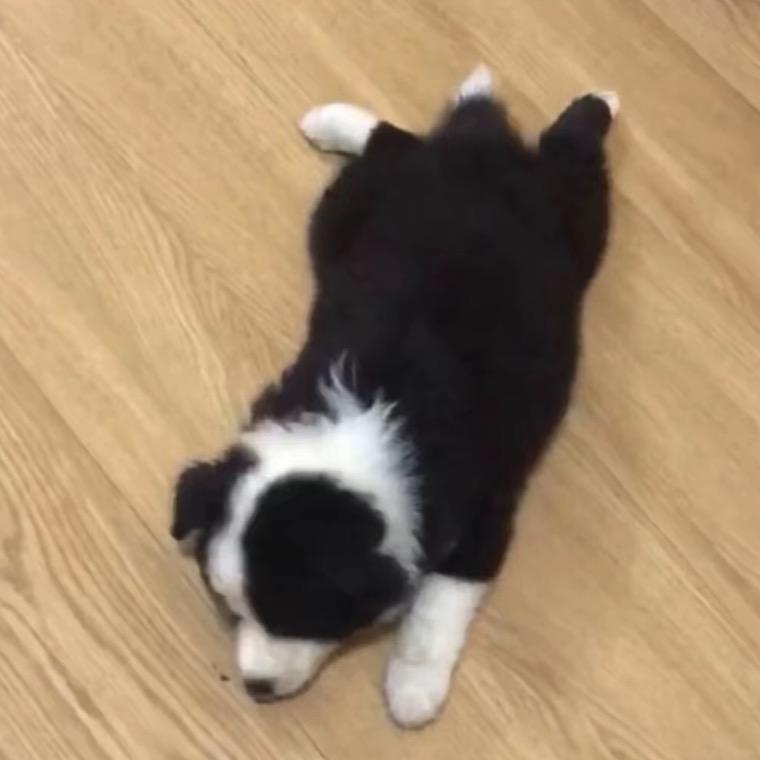 •͈ᴗ⁃͈★