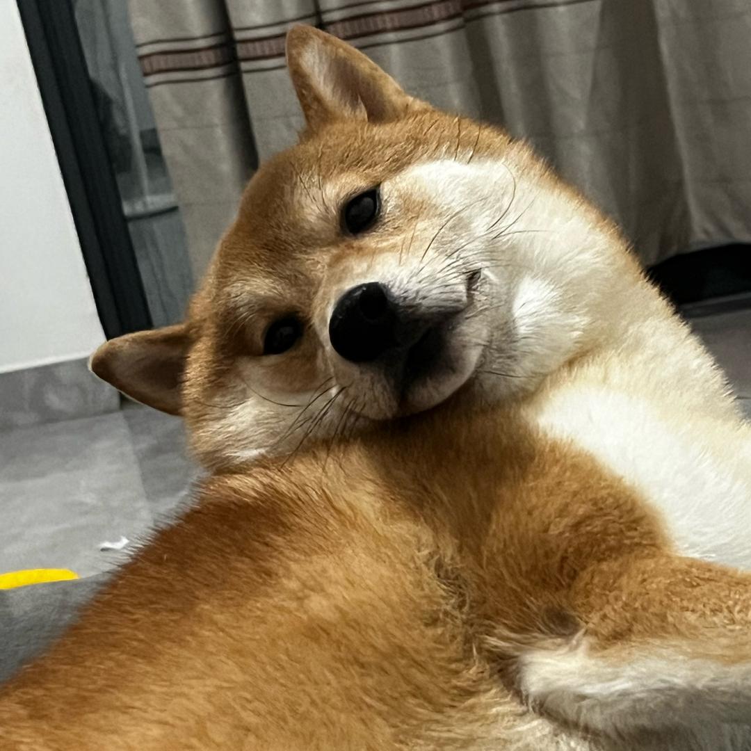 番茄番茄番茄