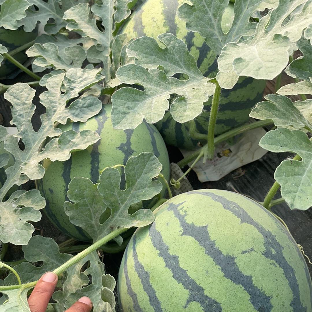 砀山县钦雅水果蔬菜经营店