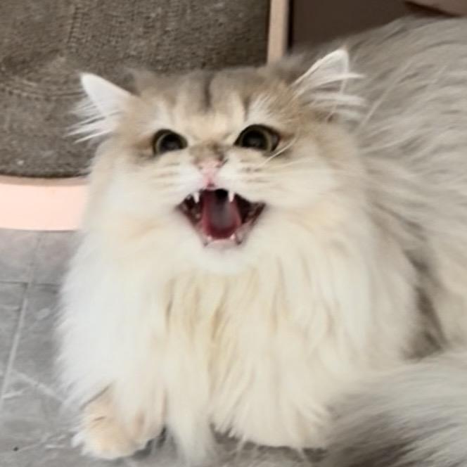 哆咪小猪咪