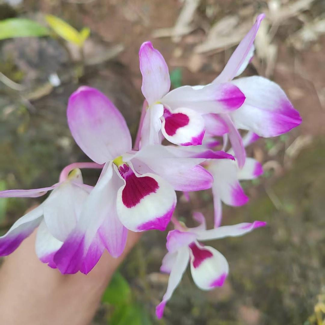 飞哥石斛花卉