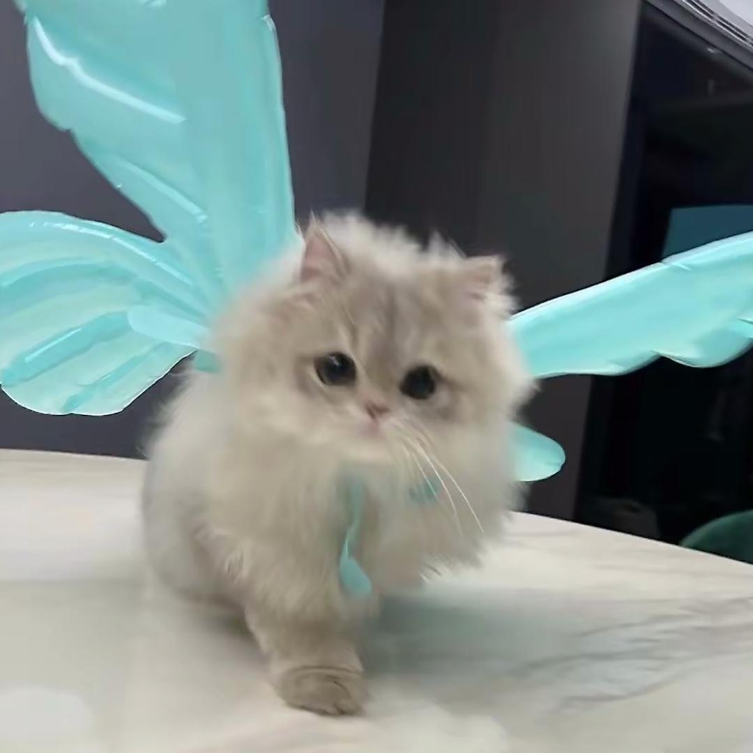 锦瑟