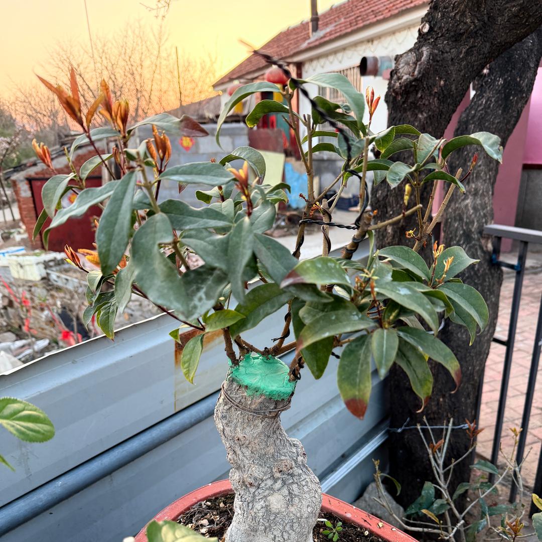 我爱养桂花