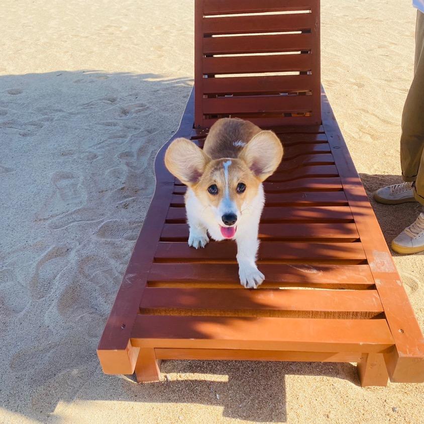 哈利波特骑着扫帚飞