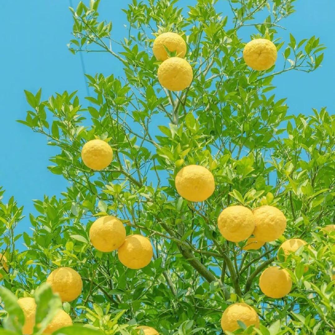 @🌼