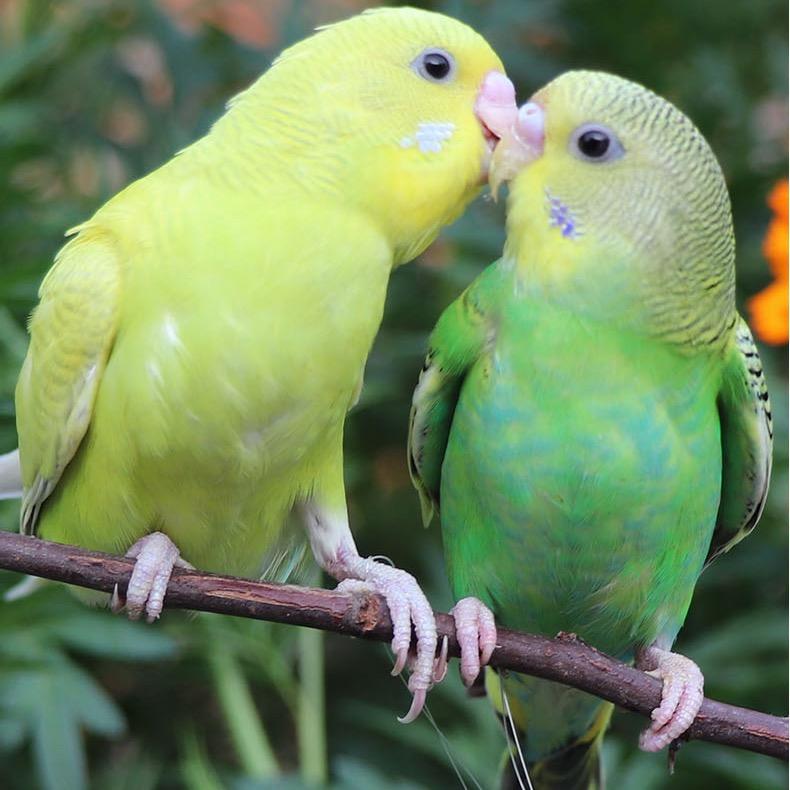 乐尔旭鹦鹉萌宠