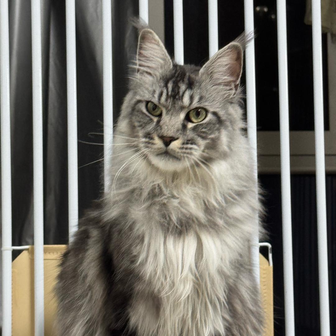 安安是只缅因猫