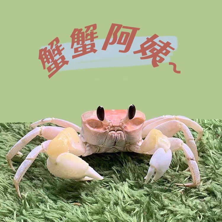 蟹蟹阿姨