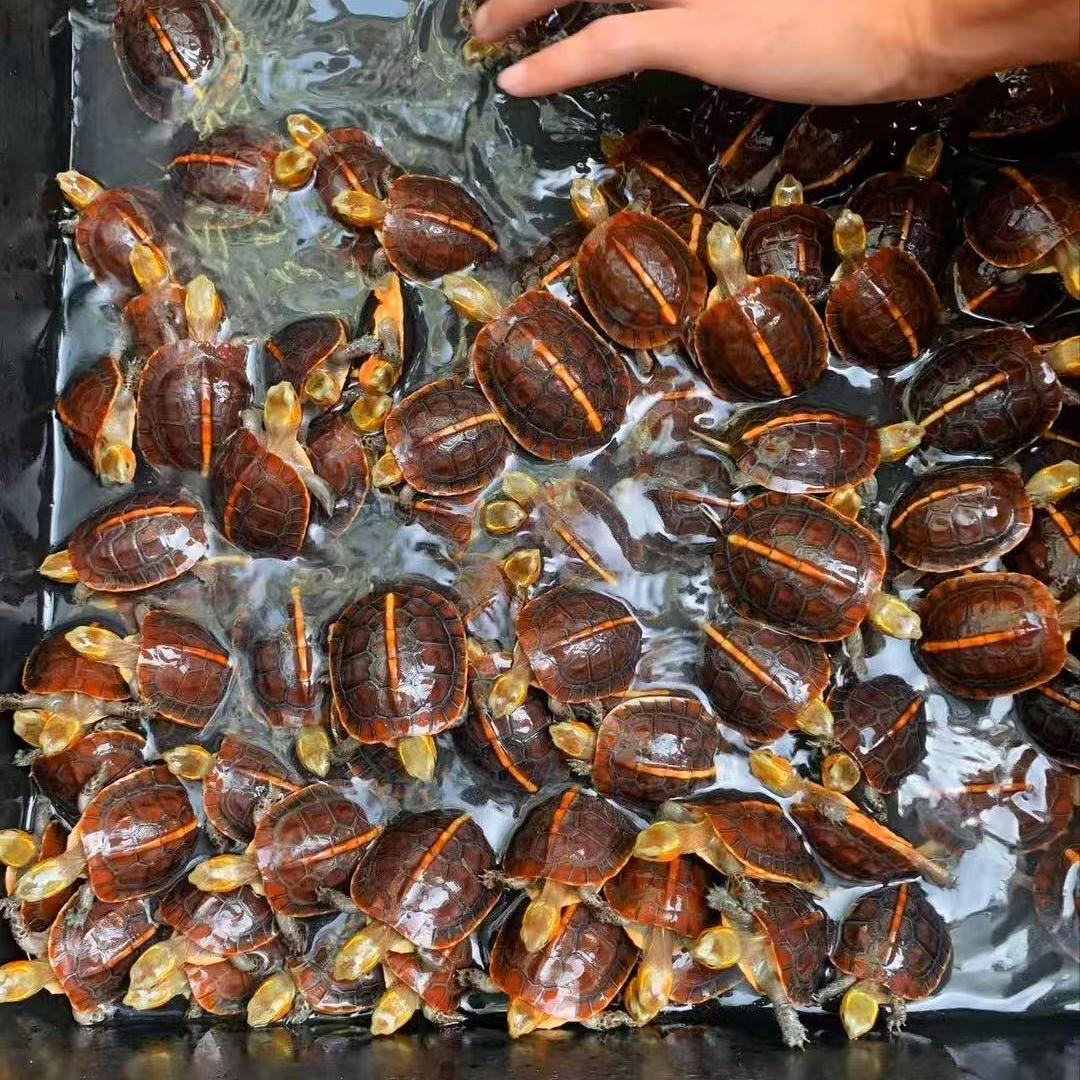 缘遇龟宝阁