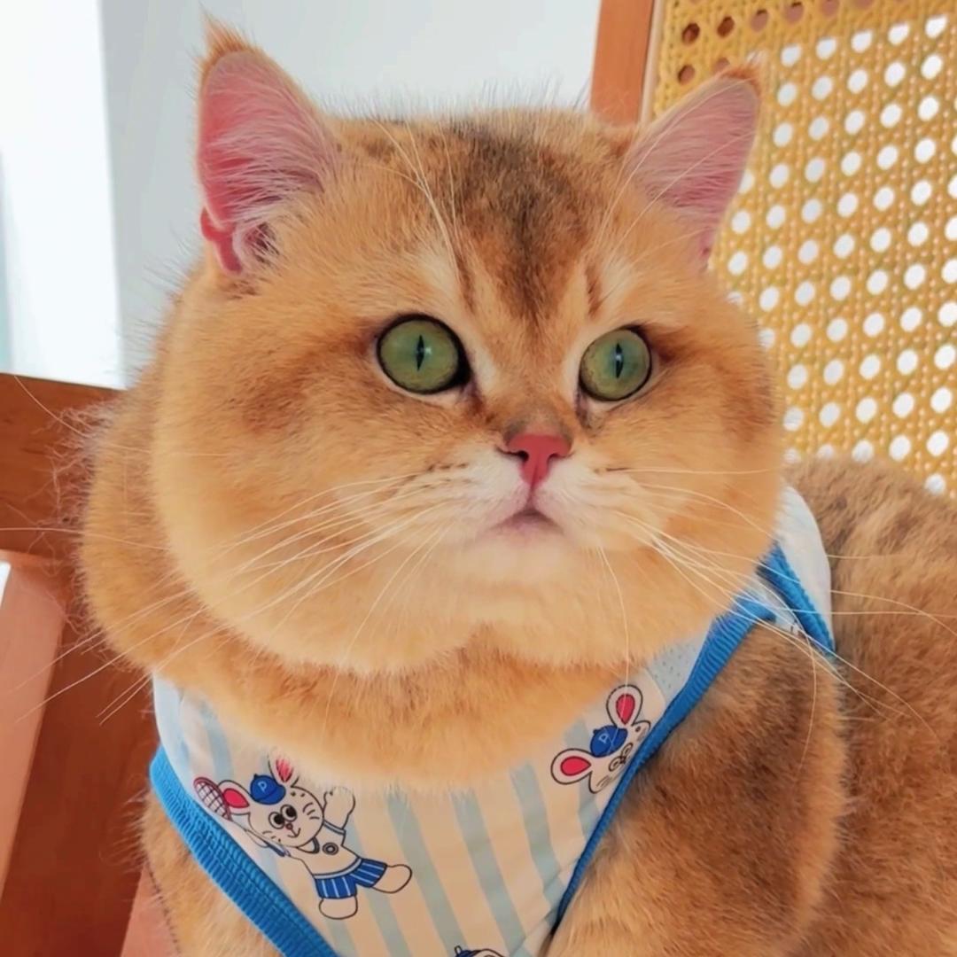 Sunny养猫胖嘟嘟|跟着吃~来