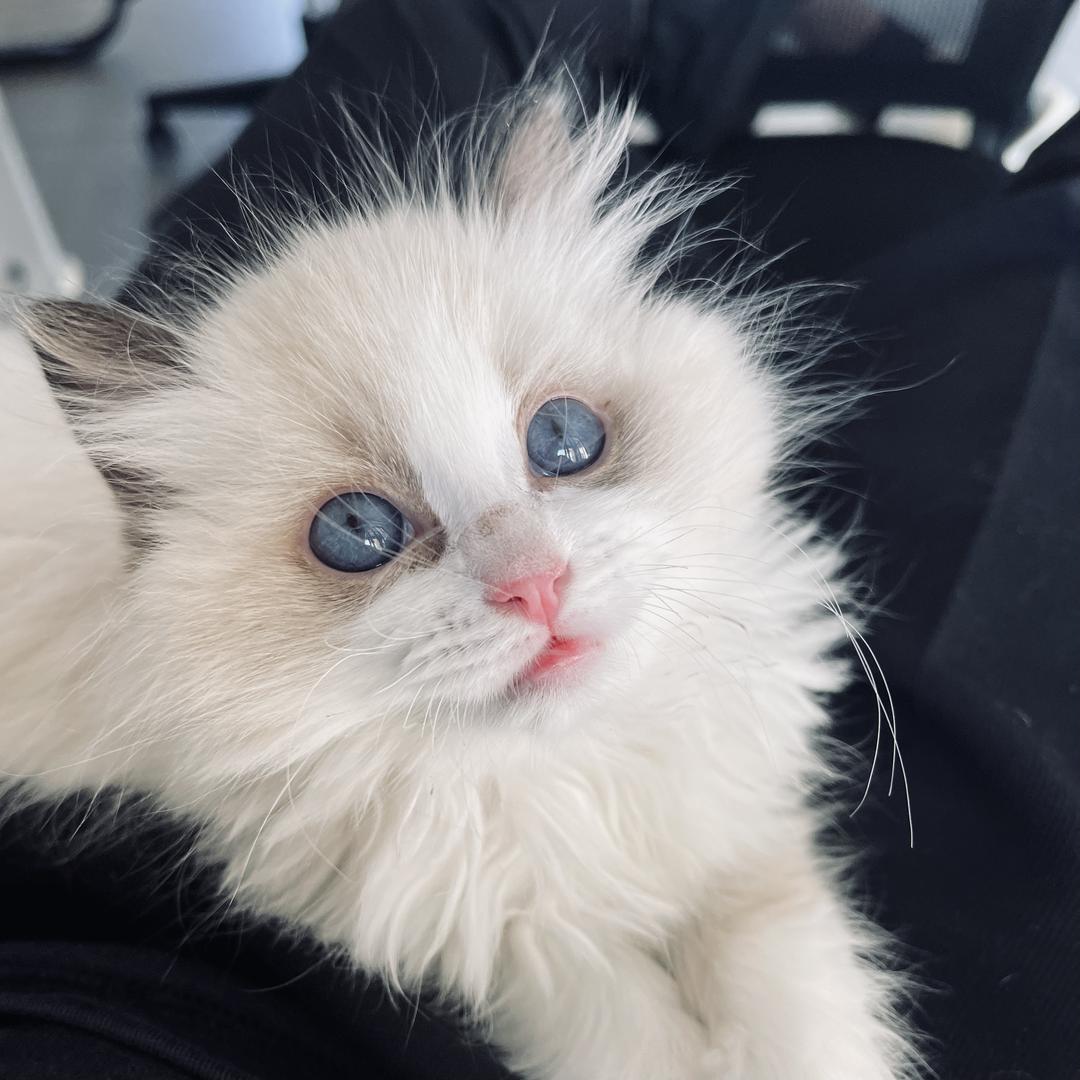 Henry的玩具屋🐈